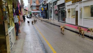 Sürü Halinde Gezen Başıboş Köpekler Korkutuyor