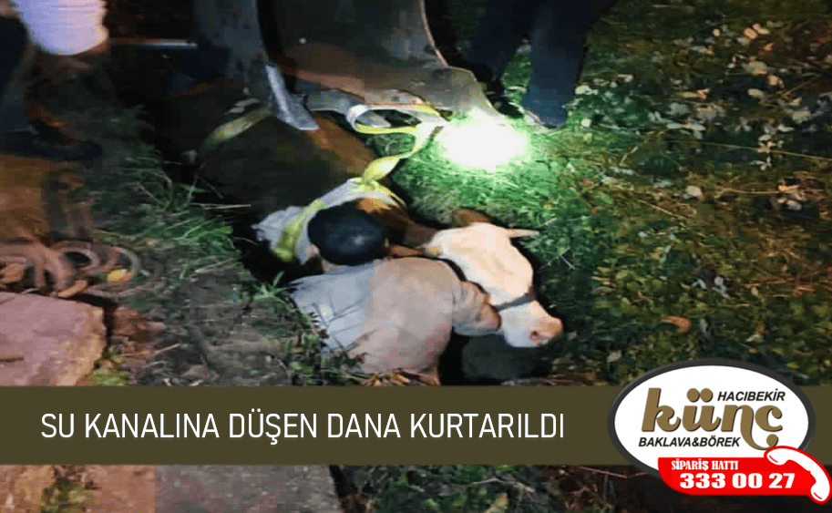 SU KANALINA DÜŞEN DANA KURTARILDI