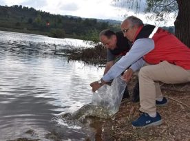 Gaga Gölüne 30 Bin Sazan Balığı Yavrusu Bırakıldı