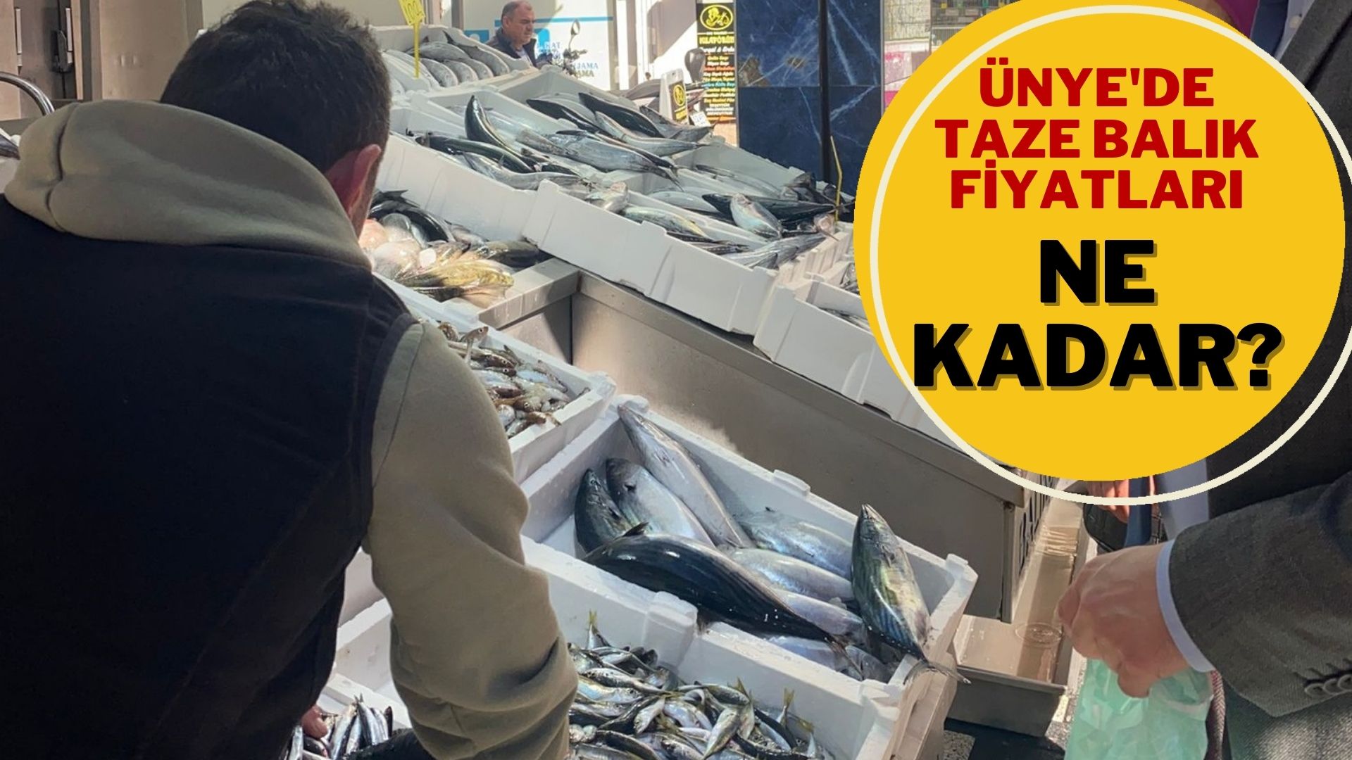 Ünye’de Taze Balık Fiyatları