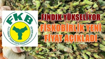 Fındık Fiyatı Yükseldi;