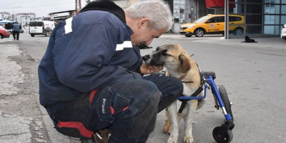 Tamir Ustası Köpeğini 4 Tekerlekli Yürüteçle Hayata Döndürdü